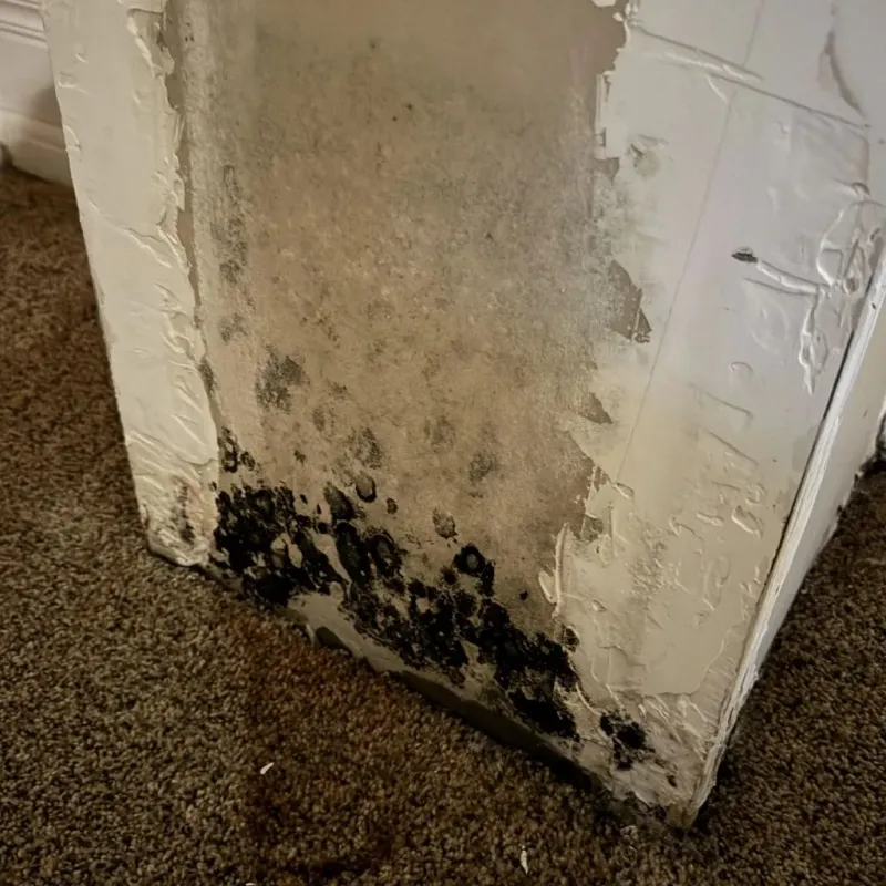 Professional Mold Removal in Charleston, NY